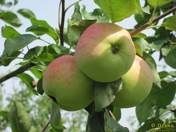 Сорта яблони и груши у которых летний срок потребления плодов, страница 1
